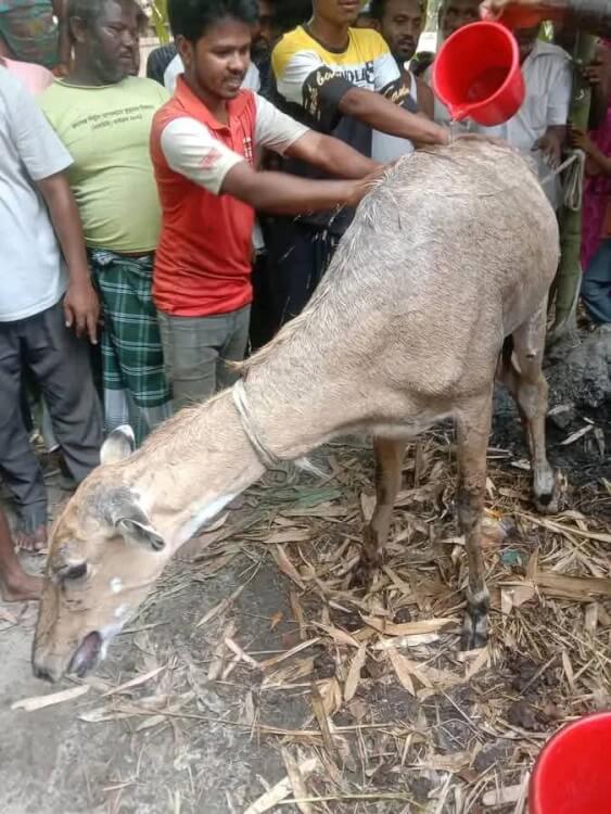 আবারও পঞ্চগড়ের সীমান্ত নীলগাই উদ্ধার করেছে বন বিভাগ