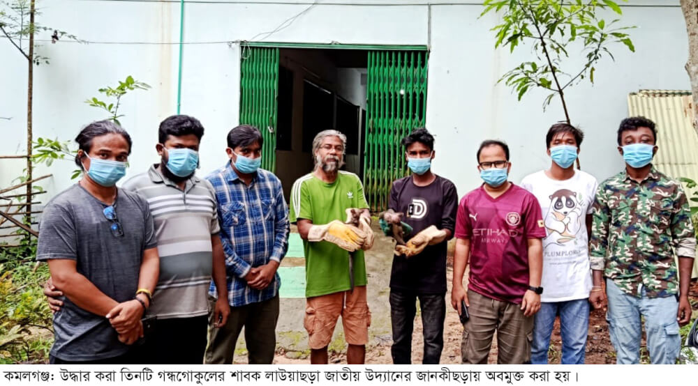 কমলগঞ্জ থেকে উদ্ধার গন্ধগোকুলের শাবক লাউয়ছড়া জাতীয় উদ্যানে অবমুক্ত