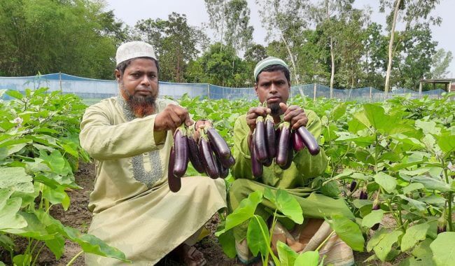 হবিগঞ্জে  বেগুনের সঙ্গে মুখীকচু চাষে লাভবান কৃষকরা