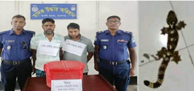 শার্শায় তক্ষক সাপ সহ ২পাচারকারী আটক