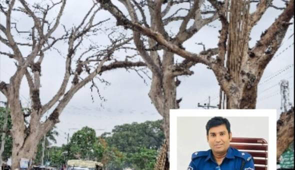 যশোর-বেনাপোল মহাসড়কের মৃত ও ঝুঁকিপূর্ণ গাছ কাটার সিদ্ধান্ত