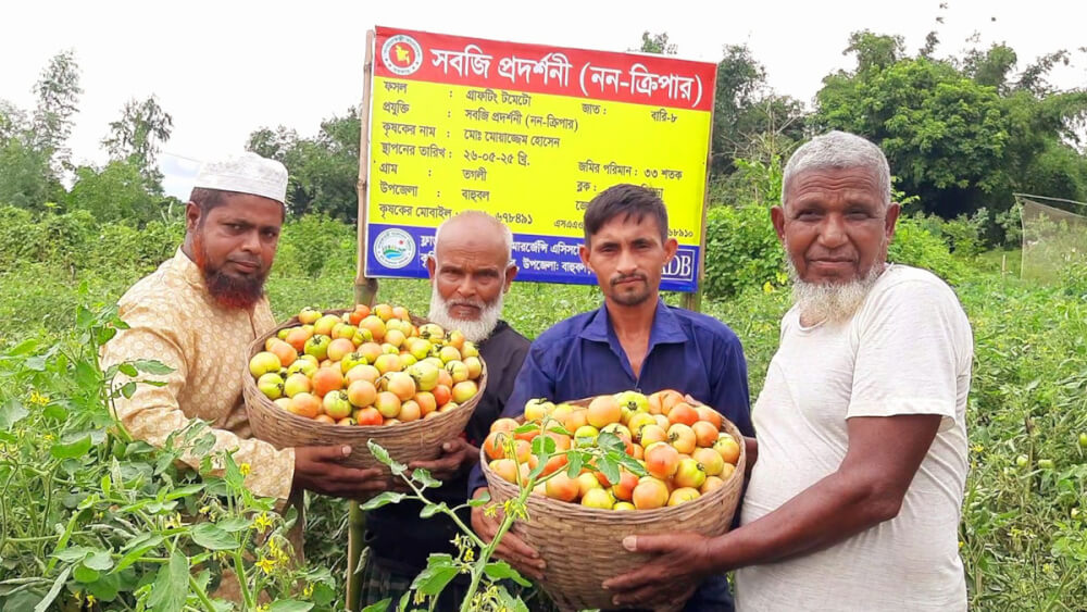 হবিগঞ্জে গ্রাফটিং টমেটো চাষ করে লাভবান কৃষক
