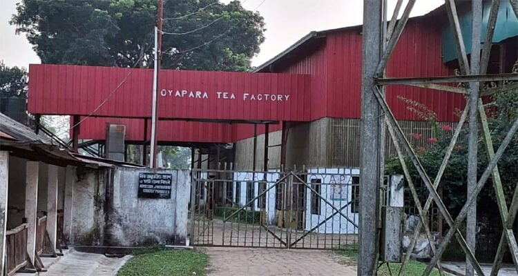 হবিগঞ্জে গ্যাস সংকটে দুই বছর ধরে বন্ধ নোয়াপাড়া চা বাগান