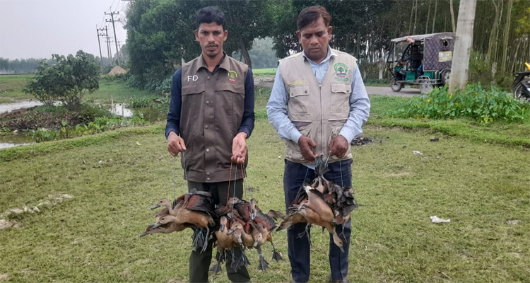 হবিগঞ্জে উদ্ধার হওয়া  বন্য বালিহাস  অবমুক্ত