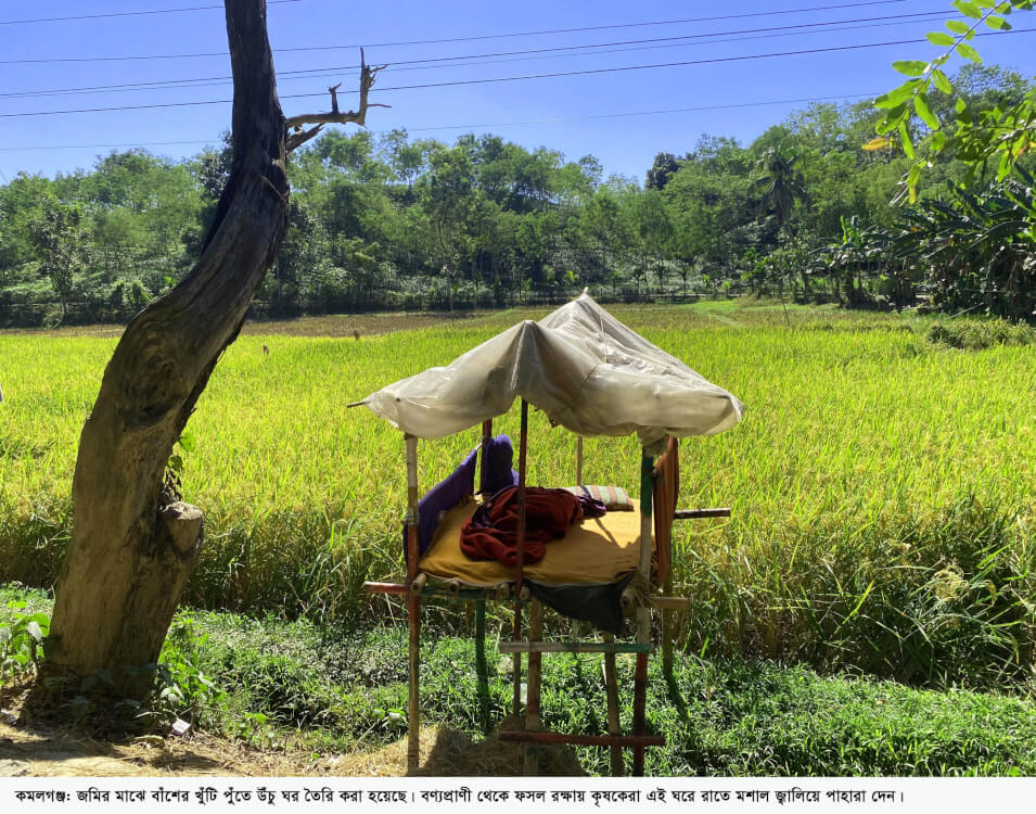 কমলগঞ্জে বন্যপ্রাণীর হাত থেকে ফসল রক্ষায় রাত জেগে পাহারা
