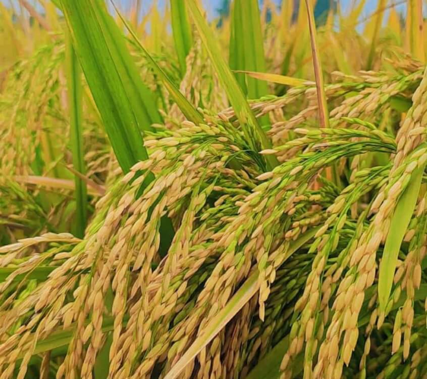 নবান্নের আগমনী সুর: হেমন্তের মাঠে মাঠে বাংলার লোকায়ত উৎসব