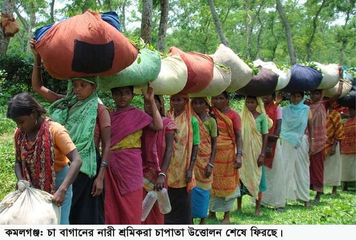 চা-শ্রমিকদের স্বার্থ উপেক্ষিত হয়েছে ঘোষিত শ্রম অধ্যাদেশে —–চা শ্রমিক সংঘ