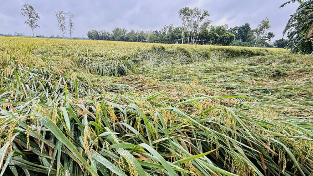 পঞ্চগড়ের ঝড়বৃষ্টি দমকা হওয়ার কারনে আমনের অভাবনীয় ক্ষতির শঙ্কায়