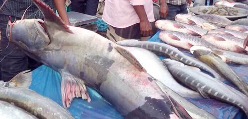 হবিগঞ্জে  মাছের মেলায় বাঘাই’র দাম  আড়াই লাখ