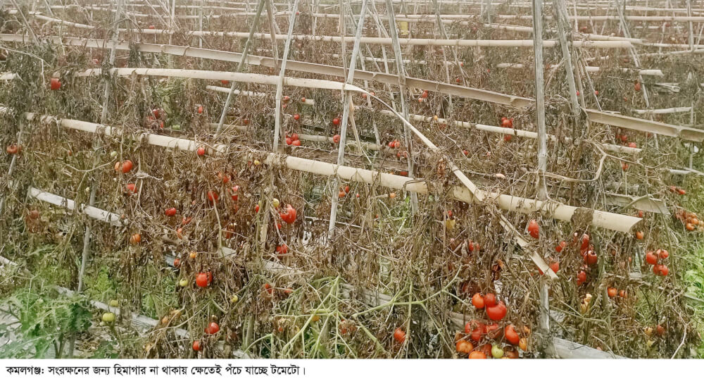 কমলগঞ্জে কৃষকের কষ্টার্জিত ফসল চোখের সামনেই নষ্ট; প্রস্তাবনায় সীমাবদ্ধ হিমাগার স্থাপন