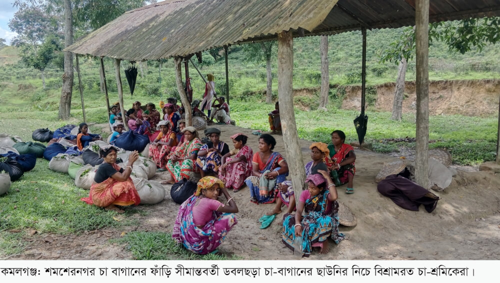 কমলগঞ্জে ২২টি চা বাগানের শ্রমিক ও গ্রামের ভোটারা গণভোট কী জানেন না