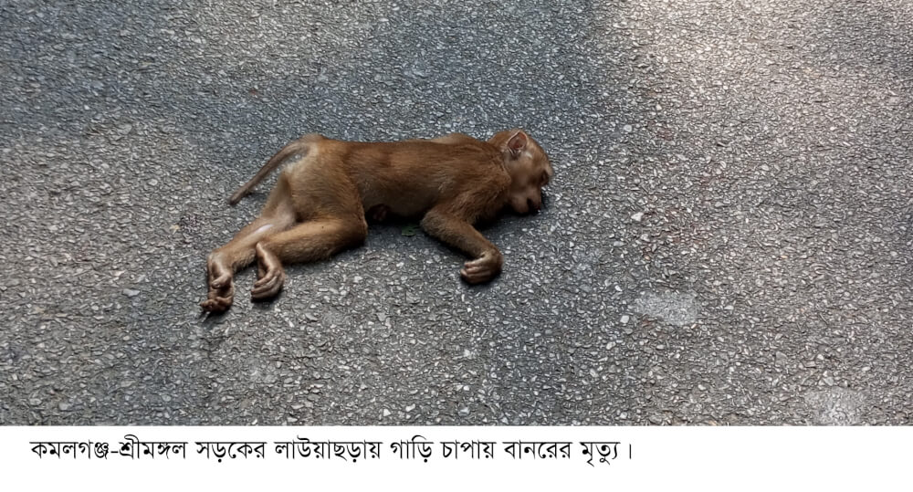 কমলগঞ্জ-শ্রীমঙ্গল সড়কে লাউয়াছড়ায় গাড়ির ধাক্কায় বানরের মৃত্যু; মা বানরের আর্তনাদ