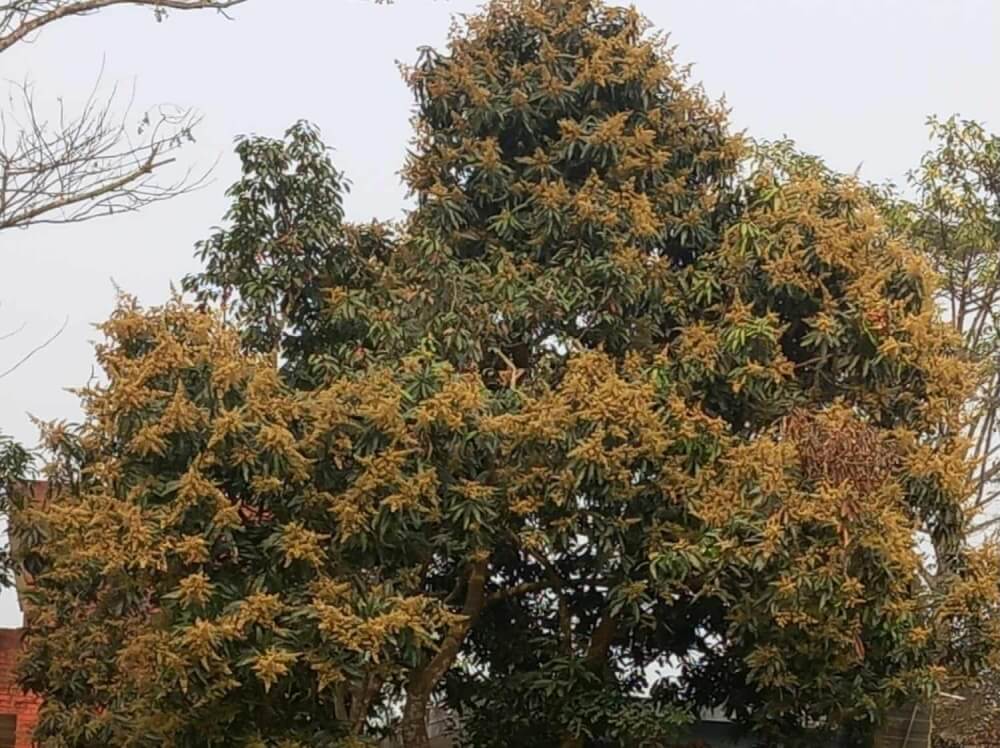 তেতুলিয়ায়   গাছে গাছে ছড়াচ্ছে আমের মুকুলের ঘ্রাণ, মধুমাসের আগমনী বার্তা