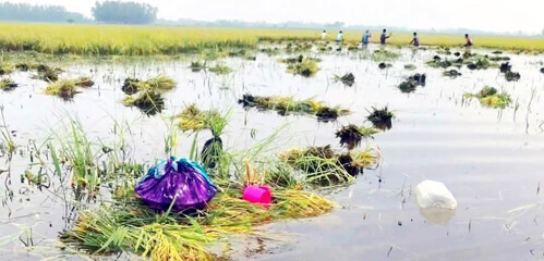 হবিগঞ্জে ৪ হাওরে ডুবছে পাকা ধান কৃষকেরা হতাশ
