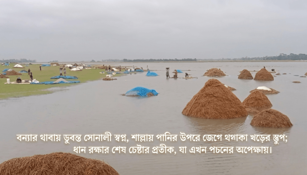 শাল্লায় বন্যার হাহাকার: ফসলহারা কৃষকের আহাজারিতে ভারী সুনামগঞ্জের আকাশ