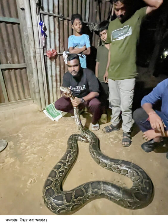 খাবারের সন্ধানে ৪০ কেজি ওজনের ১৪ ফুট লম্বা অজগর সাপ লোকালয়ে; লাউয়াছড়া বনে অবমুক্ত