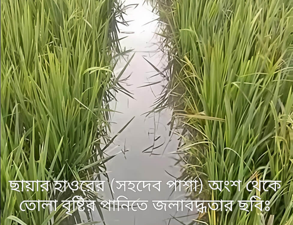 হাওর রক্ষায় চাই স্থায়ী মহাপরিকল্পনা: সাময়িক মেরামত বনাম দীর্ঘমেয়াদী সমাধান: