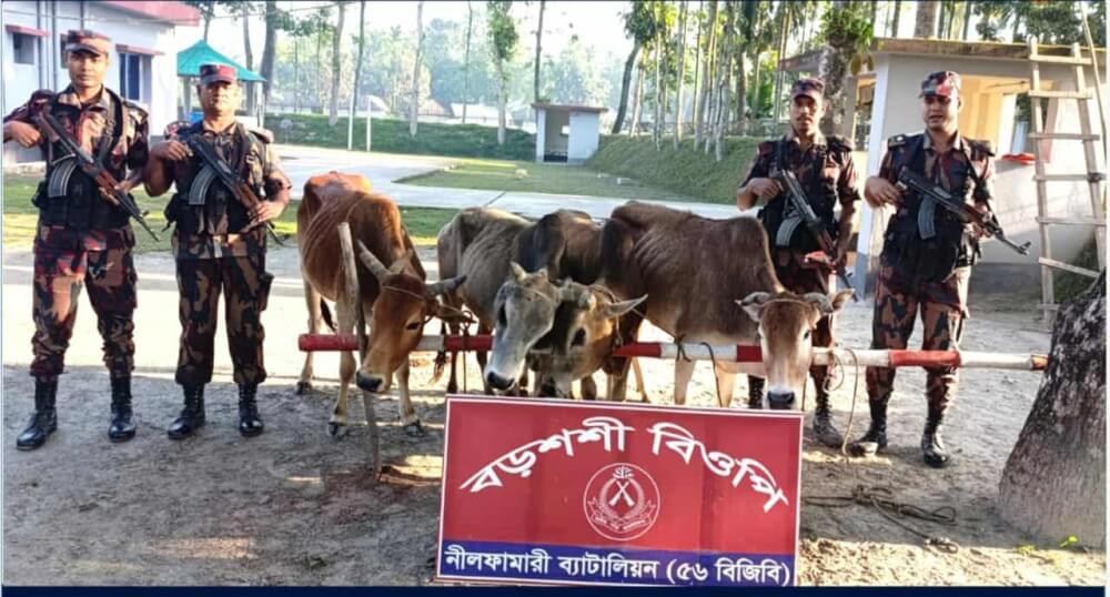 পঞ্চগড় সীমান্তে এলাকায় ভারতীয় ৫ টি গরু আটক করেছে ৫৬ বিজিবি