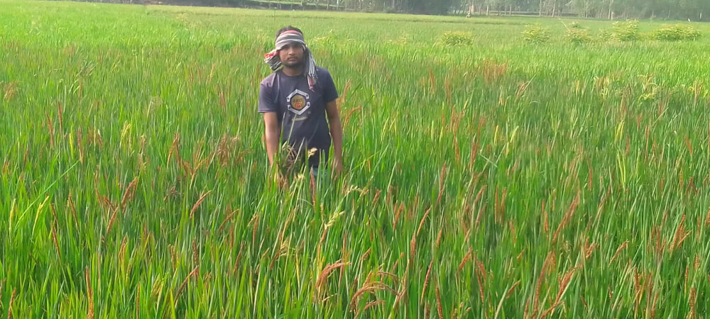 ইউটিউব দেখে আগ্রহ তেতুলিয়ায় পরীক্ষামূলক ভিয়েতনামি ব্ল্যাক রাইস ধান চাষ করেন কৃষক মোঃ মিস্টার হক