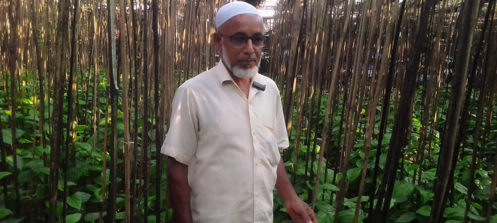 পরীক্ষা মুলক ভাবে পান চাষে ভাগ্য বদলের স্বপ্ন দেখছেন তেতুলিয়া পান চাষি কৃষক আহম্মদ আলী