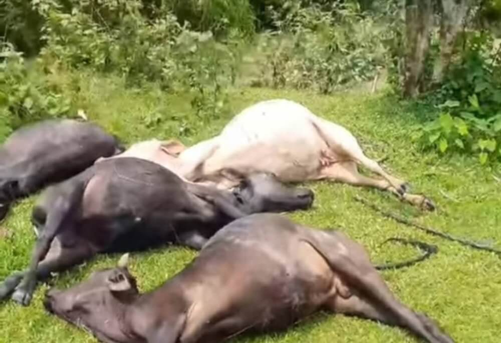 জুড়ীতে বজ্রপাতে ১৪ গবাদিপশুর মৃত্যু