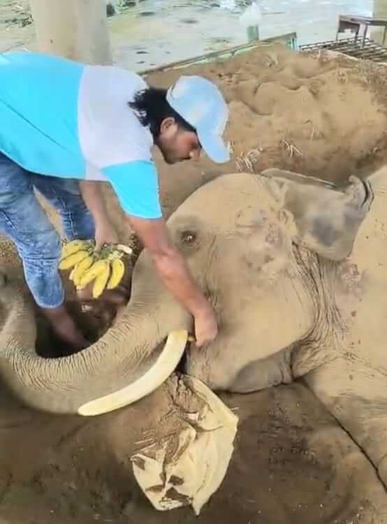 মৃত্যুর সন্ধিক্ষণে হাতি ‘রাজু’ : চিকিৎসায় প্রধানমন্ত্রীর হস্তক্ষেপ চেয়েছেন মালিক
