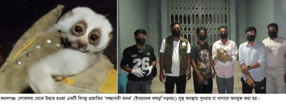 কমলগঞ্জে উদ্ধারকৃত বিপন্ন লজ্জাবতী বানর চা বাগানে অবমুক্ত