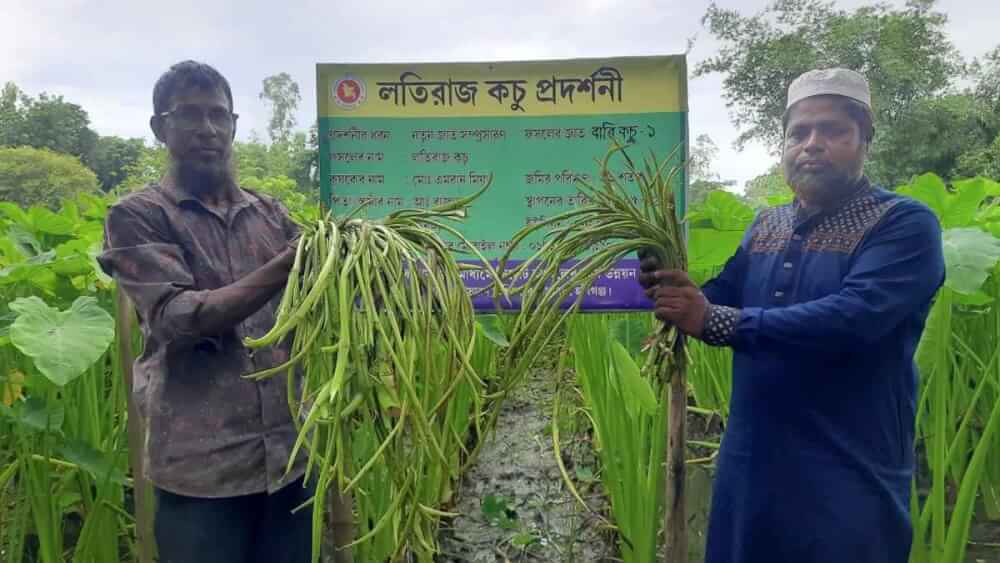 বাহুবলে লতিকচু চাষে সফল কৃষক এমরান