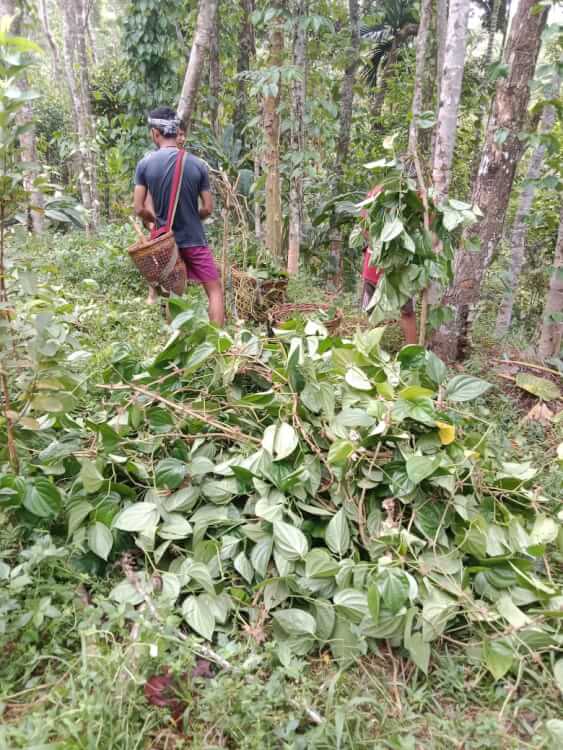 কুলাউড়ায় খাসিয়া পুঞ্জিতে ফের ৮ সহস্রাধিক পানগাছ কেটেছে দুর্বৃত্তরা : ৯ পরিবারের আহাজারি