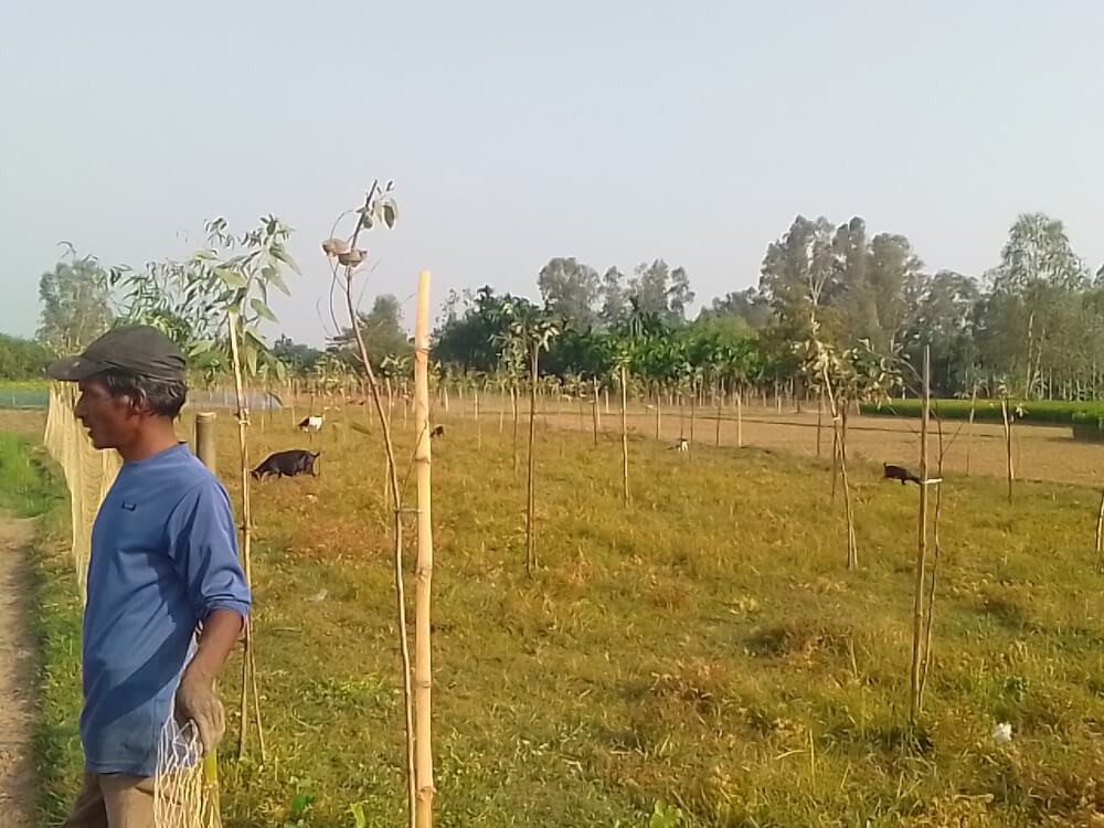 তেঁতুলিয়ায় কৃষিজমির চারপাশে নিষিদ্ধ ইউক্যালিপটাসের চারা রোপন, ফসলের ক্ষতির শঙ্কায় কৃষকরা